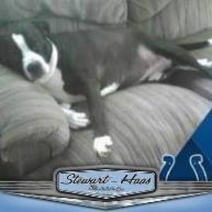 Meet your Posher, Thomas